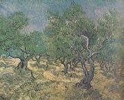 Vincent Van Gogh Olive Grove (nn04) France oil painting artist